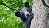 Canada Day weekend and bears: Essential tips to avoid bear encounters at your campsite, cottage or on a hike