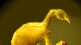 “Very Unusual” – Scientists Discover Bizarre Parasitic Creature Preserved in Amber