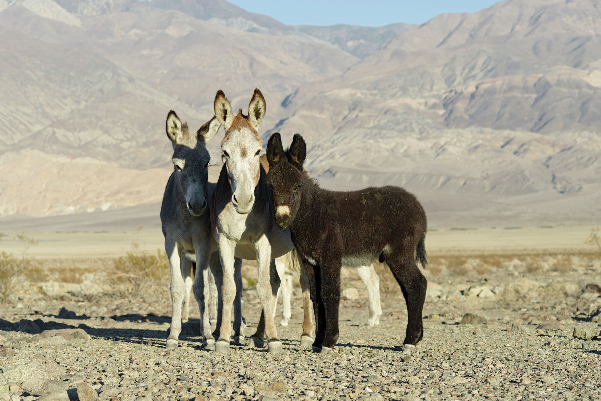 Suspects sought in California wild donkey massacre