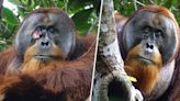 A wild orangutan used a medicinal plant to treat a wound, scientists say