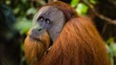 Wild Orangutan Observed Using First Aid on a Wound in a Scientific First