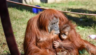 Greenville Zoo will move to greater financial stability after past struggles, city says