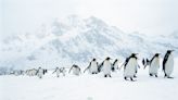 H5N1禽流感首度入侵南極洲大陸 企鵝飽受威脅