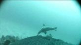 Sea Lions With Cameras on Their Backs Offer New Insights Into Uncharted Parts of the Ocean