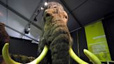 Woolly mammoth de-extinction is definitely not about making real-life Pokémon