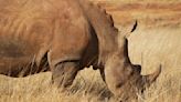 EarthTalk: Situation of rhino populations might be looking up