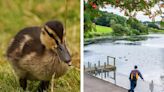 Council slams fishing at Arbroath's Keptie Pond after duckling found with hook lodged in mouth