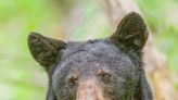 Opinion: Bear hunters, NC Wildlife Commission misleading public on black bear population