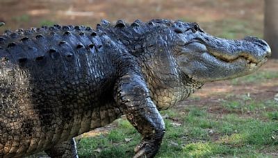 Florida MMA fighter wrestles alligator with his bare hands (and feet) on busy street