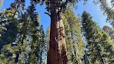 General Sherman passes health check but world’s largest trees face growing climate threats | Texarkana Gazette