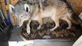 No charges in killing of gray wolf in southern Michigan, experts stumped about how it got there