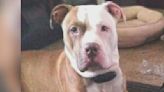 Pennsylvania state constable shoots, kills dog after it attacked another dog
