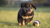 Puppy Bowl Contestants Take Over the 'Today Show' and They're Just Too Cute