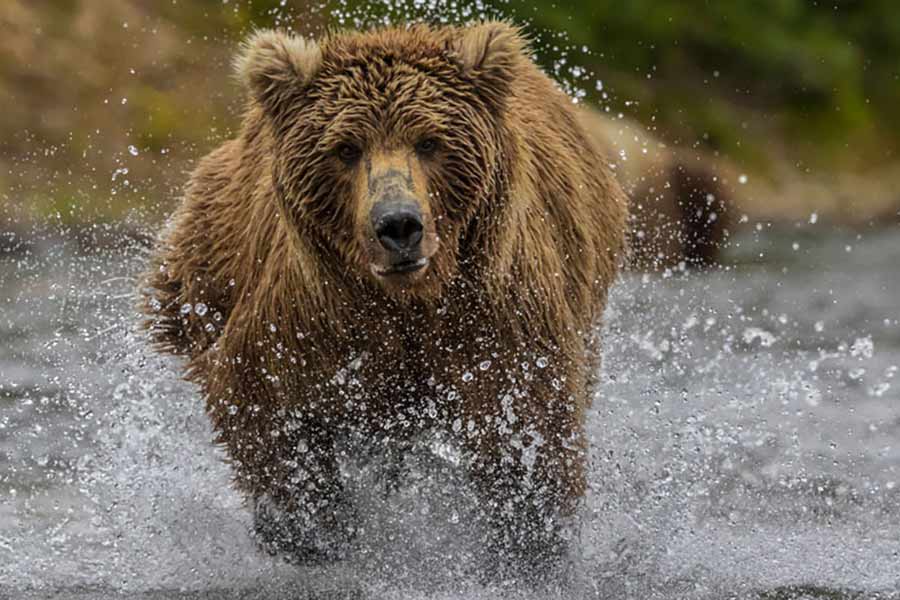 Hunter mistakenly shoots and kills grizzly bear in northern Idaho - East Idaho News