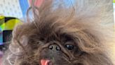 Wild Thang wins the 2024 'World’s Ugliest Dog' contest