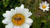 Daisies, azaleas... even dandelions can make May Day fun