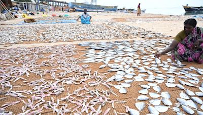 Rameswaram’s dried fish industry needs more focus