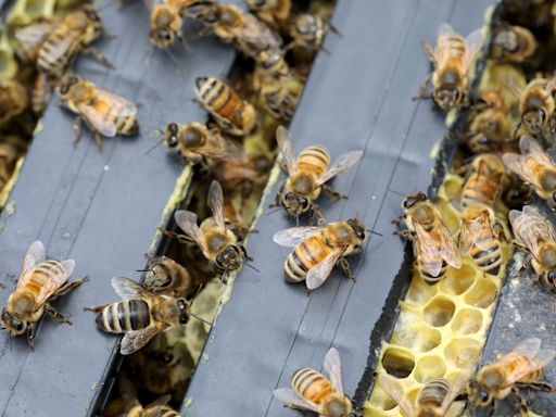 Neighbors told to stay home after swarm of angry bees injures 3 tree trimmers, cops say