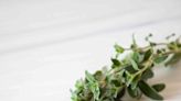 What Is Oregano?