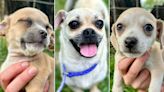 Multiple Pug-Mix Puppies and Their Mom Are Looking for a Home After Being Abandoned at a Texas Gas Station