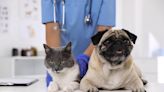 The best time to buy pet insurance