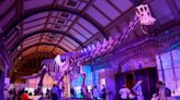 How to build a giant? Sauropod dinosaurs did it 36 different ways