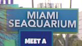 Miami-Dade County issues eviction notice to owners of Miami Seaquarium - WSVN 7News | Miami News, Weather, Sports | Fort Lauderdale