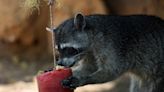 Con paletas de hielo mitigan ola de calor en animales de zoológicos en sureste de México