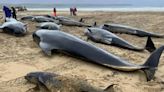 SOS 70 ballenas piloto quedan varadas en Escocia; varias han muerto