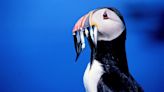UK urged to ‘stand strong’ against EU on fishery closures to help seabirds