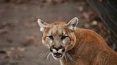 California Homeowner Shocked to Find Mountain Lion 'Playing' With Her Pet Dog