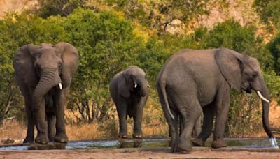 Muere un turista español de 43 años pisoteado por una manada de elefantes en un parque nacional de Sudáfrica