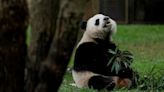 Two Giant Pandas Are Coming To San Diego Zoo From China As Diplomatic Gesture Resumes