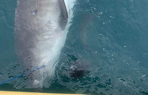 Shark spits out land-loving creature in front of shocked scientists