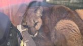 Mountain lion wanders into California high school and curls up under desk