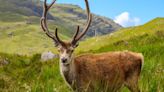 Celebrity stag put down after tourists feed it croissants and Rice Krispies