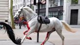 London horses – live: Three soldiers among those injured as blood-soaked cavalry horses rampage through city