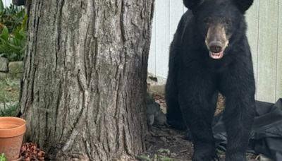 Black bear making rounds in Columbia, Illinois