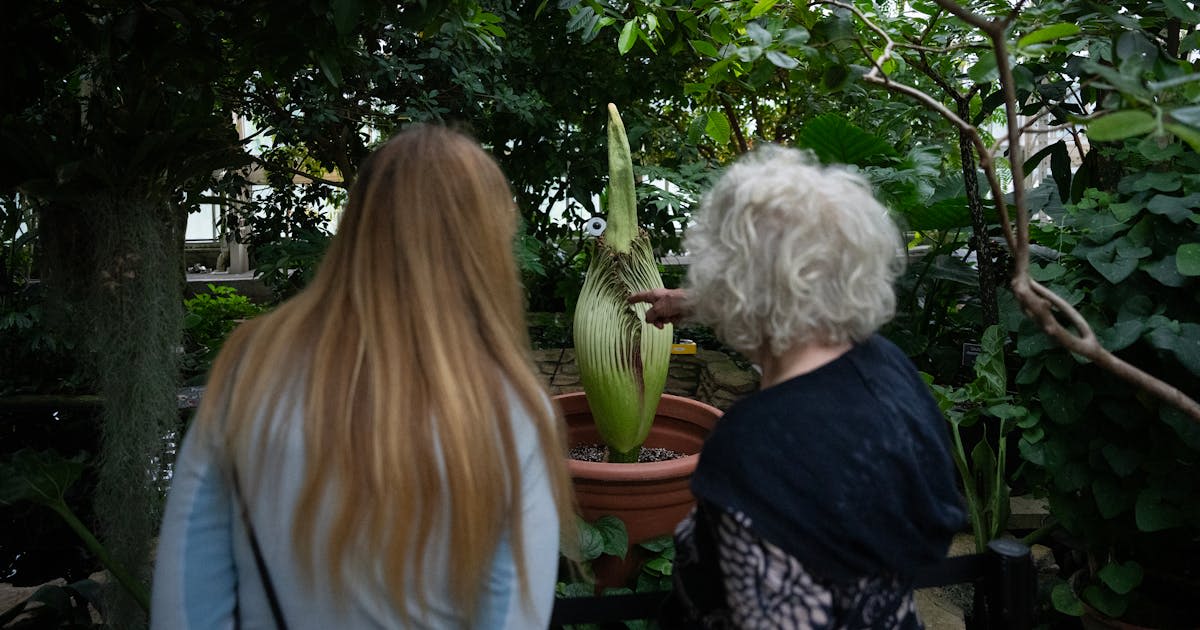 The Corpse flower is now quite stinky, Como Conservatory says. Here's how to stream its unfurling.