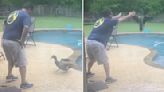 Duck Loves Playing With Dad In The Pool