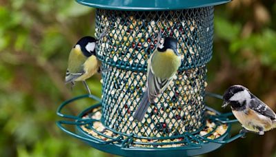 'Squirrel proof' feeder comes with anti-rust coating - 'birds love this'