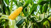 How and when to fertilize corn – our experts reveal the ideal times to feed crops