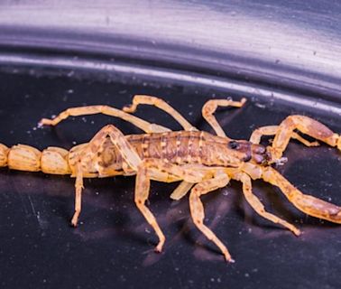 Quel est le pire amant pour une Scorpion en couple ?