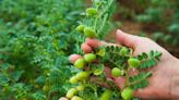 Grow Your Own Chickpea Plants in Pots or Garden Beds and You'll Never Run Out of Hummus