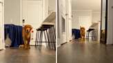 Golden retriever's hilarious tactic to jump-scare owner—"How do they know"