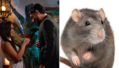 “Bachelorette” producers react to fans spotting 2 rats running through scene: 'Everyone deserves to find love!'