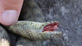 These snakes not only fake their own deaths, they use gory special effects to do it