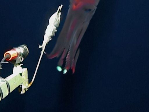 Captan un raro calamar de aguas profundas que emite luz - La Tercera