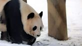 Panda diplomacy: How to see Edinburgh Zoo's giant pandas before they return to China