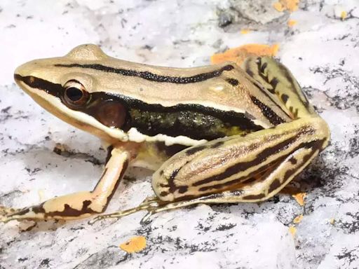 Sri Lankan golden-backed frog spotted in Andhra Pradesh | Hyderabad News - Times of India